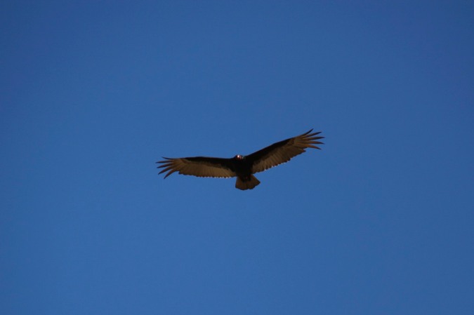 The magnificent Andean Condor, Tarabuco, Bolivia