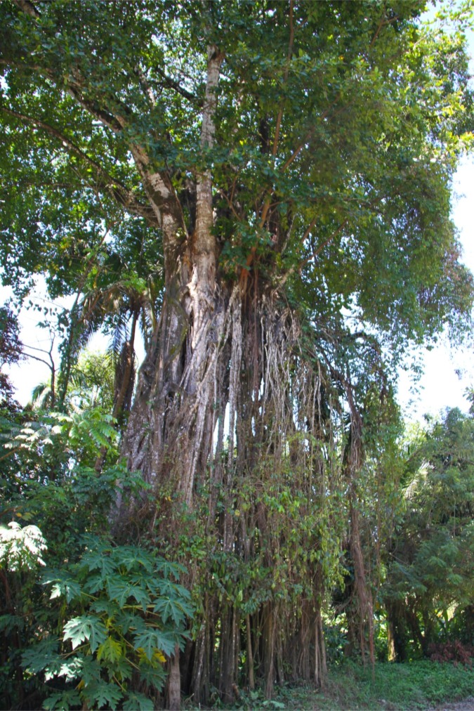 Tree, Cahuita, Costa Rica