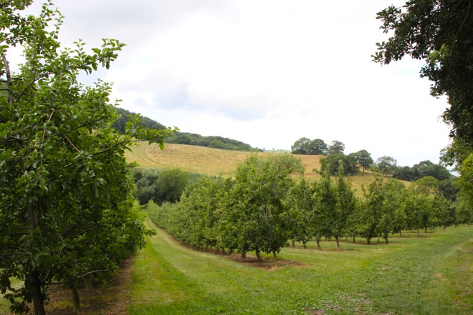 Cider apple orchard on the Worcestershire Way, Worcester, England