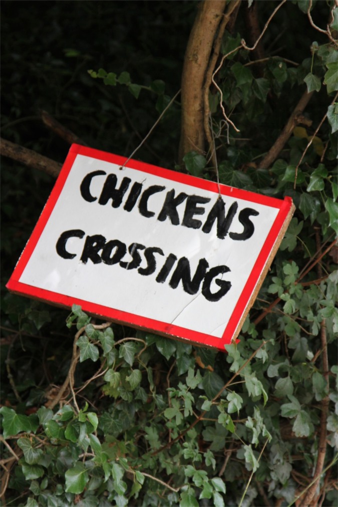 Chickens crossing, Three Choirs Way, Worcestershire, England
