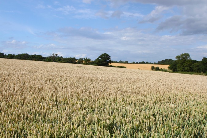 Crops, Three Choirs Way, Worcestershire, England